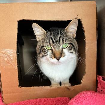 Tommy -  Domestic Short Hair Cat for Adoption in Lindon, Utah - Tommy | PetCurious