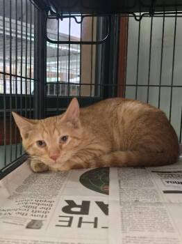 Chili -  Domestic Short Hair Cat for Adoption in Cortland, New York - Chili | PetCurious