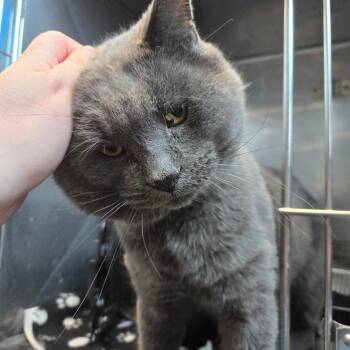 Broomstick -  Domestic Short Hair Cat for Adoption in Dearborn, Michigan - Broomstick | PetCurious