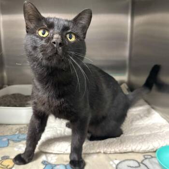 Bear Claw -  Domestic Short Hair Cat for Adoption in Beaumont, Texas - Bear Claw | PetCurious