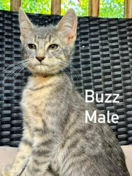 Buzz -  Tabby Cat for Adoption in Binghamton, New York - Buzz | PetCurious