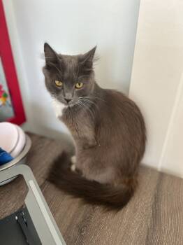 Rescue Domestic Long Hair Cats for Adoption in Pacifica, California - Potato | PetCurious