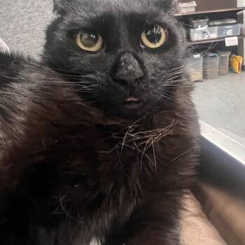 Domestic Short Hair Cats Available for Adoption in Las Vegas, Nevada - Plum | PetCurious