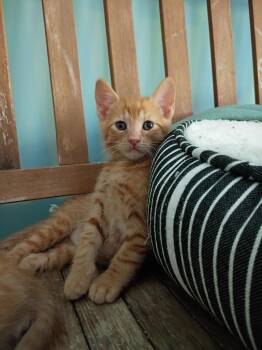 Domestic Short Hair Cats Available for Adoption in Hardeeville, South Carolina - Fredrick | PetCurious