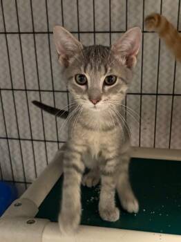 Quincy -  Domestic Short Hair Cat for Adoption in Hartford City, Indiana - Quincy | PetCurious