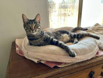 Rescue Bengal and Tabby Cats for Adoption in Mission Viejo, California - Brook | PetCurious