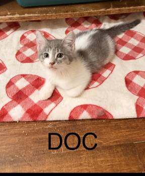 Doc -  Domestic Long Hair Cat for Adoption in Chicago, Illinois - Doc | PetCurious