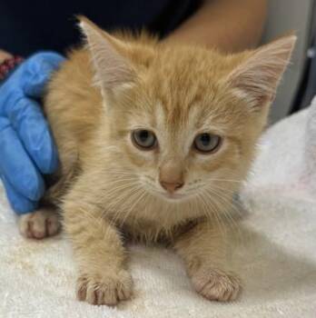 Sophie -  Domestic Short Hair Cat for Adoption in Honolulu, Hawaii - Sophie | PetCurious