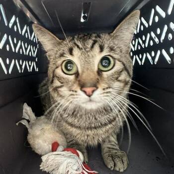 Domestic Short Hair Cats Available for Adoption in Long Beach, California - Mac | PetCurious