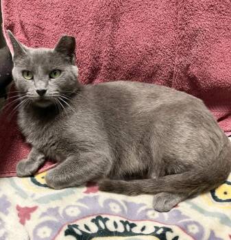 Janice -  Domestic Short Hair Cat for Adoption in Dublin, Ohio - Janice | PetCurious