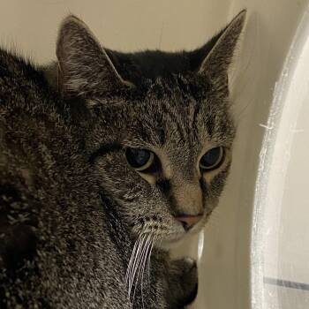 Angel -  Domestic Short Hair Cat for Adoption in Reno, Nevada - Angel | PetCurious