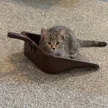Tater 22743 -  Domestic Short Hair Cat for Adoption in Minneapolis, Minnesota - Tater 22743 | PetCurious