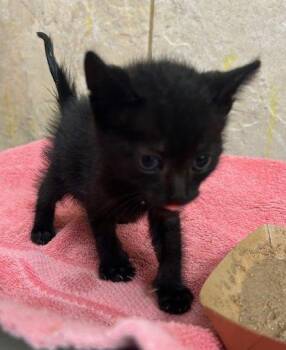Bronx -  Domestic Short Hair Cat for Adoption in Honolulu, Hawaii - Bronx | PetCurious