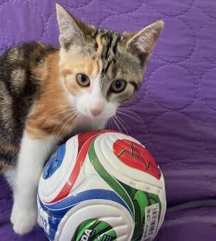 Christine (bonded with Marta) -  Domestic Short Hair Cat for Adoption in Pickering, Ontario - Christine (bonded With Marta) | PetCurious