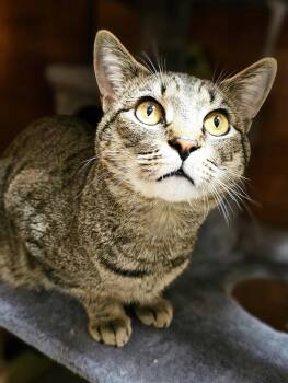 Domestic Short Hair Cats Available for Adoption in Herndon, Virginia - Lee (tabby) | PetCurious