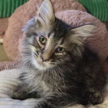 FRECKLE -  Domestic Medium Hair Cat for Adoption in Graham, Washington - FRECKLE | PetCurious