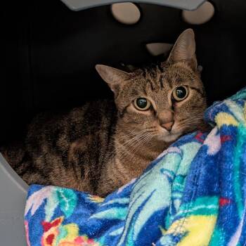 Marzipan -  Domestic Short Hair Cat for Adoption in Titusville, Florida - Marzipan | PetCurious