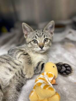 Cattail -  Domestic Short Hair Cat for Adoption in Grants Pass, Oregon - Cattail | PetCurious