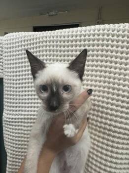 Tex -  Siamese and Domestic Short Hair Cat for Adoption in Honolulu, Hawaii - Tex | PetCurious