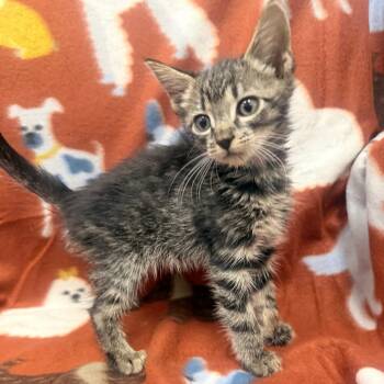 Domestic Short Hair Cats Available for Adoption - Brutus | PetCurious