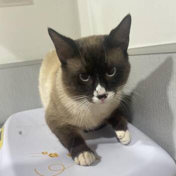 Siamese Cats Available for Adoption - Miso 2 | PetCurious