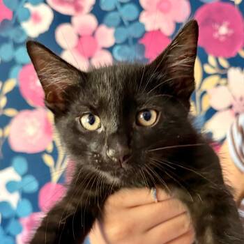 Fudge -  Domestic Short Hair Cat for Adoption in Durham, North Carolina - Fudge | PetCurious