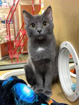 Russian Blue Cats Available for Adoption - Grey Goose | PetCurious
