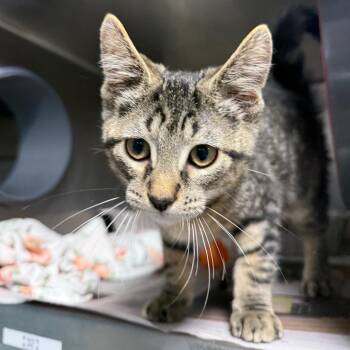 Cheddar -  Domestic Short Hair Cat for Adoption in Chicago, Illinois - Cheddar | PetCurious