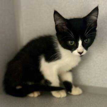 -Maggie -  Domestic Short Hair Cat for Adoption in Red Bluff, California - -Maggie | PetCurious