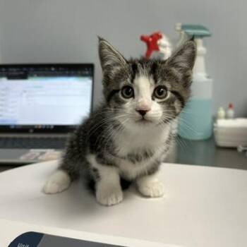 Ozell -  Domestic Short Hair Cat for Adoption in Indianapolis, Indiana - Ozell | PetCurious