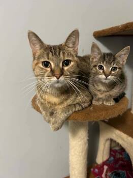 Birdie (Bonded with Aretha) -  Domestic Short Hair Cat for Adoption in Detroit Lakes, Minnesota - Birdie (Bonded With Aretha) | PetCurious