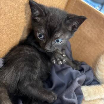 Goji Berry -  Domestic Short Hair Cat for Adoption in Allentown, Pennsylvania - Goji Berry | PetCurious