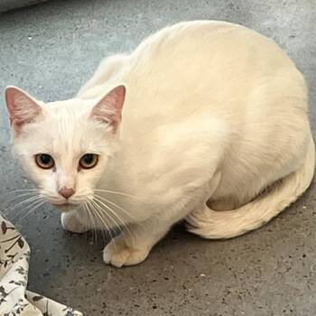 Sooki -  Domestic Short Hair Cat for Adoption in Las Cruces, New Mexico - Sooki | PetCurious