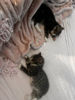 Rescue Domestic Short Hair and Tabby Cats for Adoption in Breinigsville, Pennsylvania - Jack And Henry | PetCurious