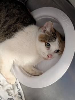 Sugar -  Domestic Short Hair Cat for Adoption in Plymouth, Connecticut - Sugar | PetCurious