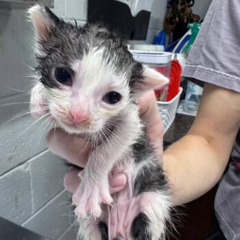 Nate -  Domestic Short Hair Cat for Adoption in Summerville, South Carolina - Nate | PetCurious