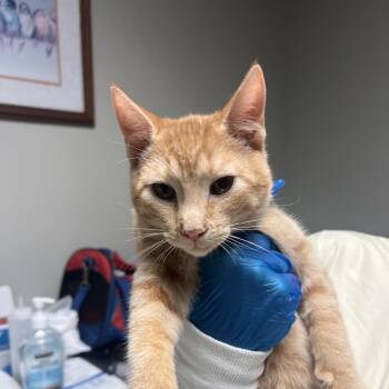 Rescue Domestic Short Hair Cats for Adoption in Richmond, Indiana - Dragon | PetCurious