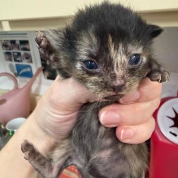 Domestic Short Hair Cats Available for Adoption in Ardmore, Oklahoma - Jelly-bean | PetCurious