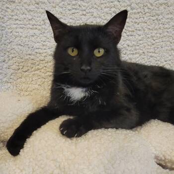 Rescue American Shorthair Cats for Adoption in Tipton, Indiana - Wednesday | PetCurious