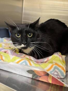 Rescue Domestic Short Hair Cats for Adoption in Plymouth, Minnesota - Mittens ~Adoption Center Cat~ | PetCurious