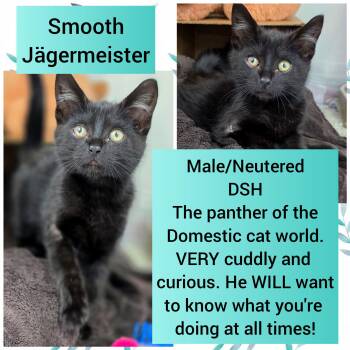 Jägermeister -  Domestic Short Hair Cat for Adoption in Beaverton, Oregon - Jägermeister | PetCurious