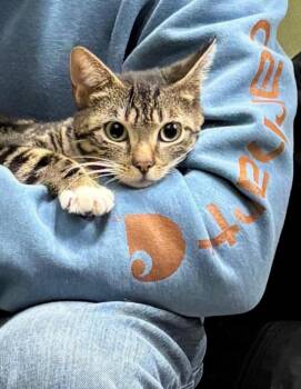 Domestic Short Hair Cats Available for Adoption - Christy | PetCurious