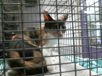 Domestic Short Hair Cats Available for Adoption in Houston, Texas - A2076445 | PetCurious