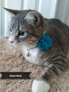 American Shorthair Cats Available for Adoption in Shrewsbury, Massachusetts - St.Nick | PetCurious
