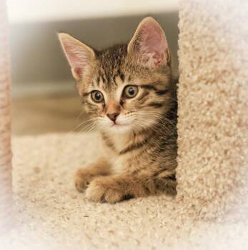 Domestic Short Hair Cats Available for Adoption - **Cat Cafe** John Berryman | PetCurious