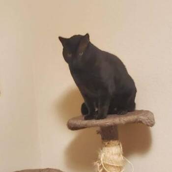 Patches -  Domestic Short Hair Cat for Adoption in Liverpool, Texas - Patches | PetCurious