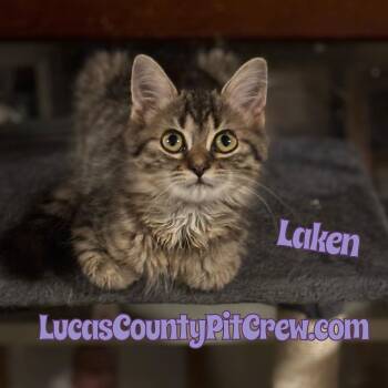 Rescue Domestic Medium Hair and Tabby Cats for Adoption in Toledo, Ohio - Laken | PetCurious
