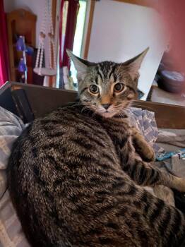 Rescue Domestic Short Hair Cats for Adoption in Delhi, Ontario - IGNACIOUS | PetCurious