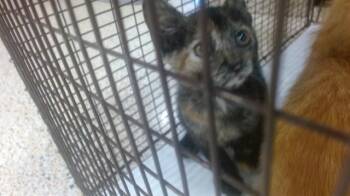 ARIANA GRANDE -  Domestic Short Hair Cat for Adoption in Doral, Florida - ARIANA GRANDE | PetCurious