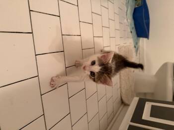 Aquino 2026-253 -  American Shorthair Cat for Adoption in Winder, Georgia - Aquino 2026-253 | PetCurious